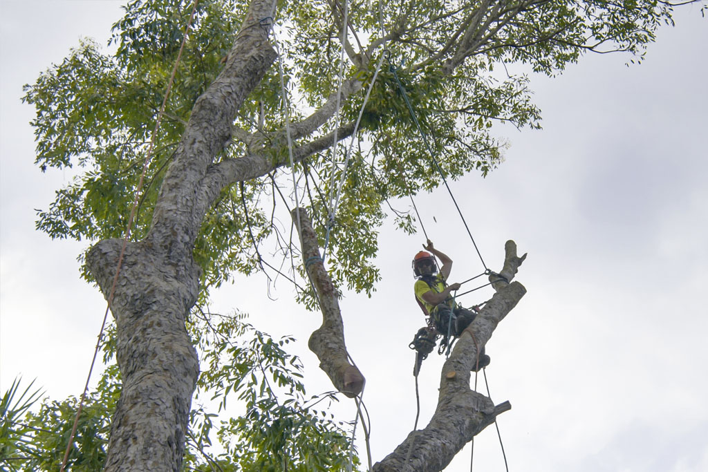 Tree trimming with safety